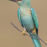 European Roller | 