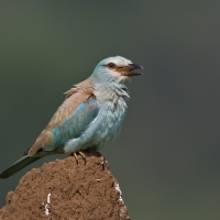 European roller | 