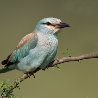 European roller | 