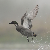 Falcated duck | Male