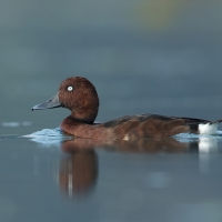 Ferruginous duck | Male