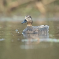 Gadwall | Male