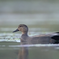 Gadwall | Male