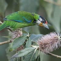 Golden - fronted Barbet | 