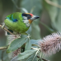 Golden - throated Barbet | 