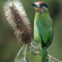 Golden - throated Barbet | 