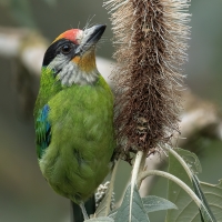 Golden Throated Barbet | 