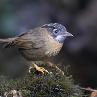 Gray - throated Babbler | 