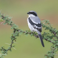 Great Gray Shrike | 