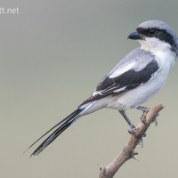 Great Grey Shrike | 