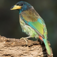 Great barbet | 