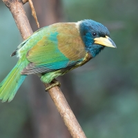 Great barbet | 