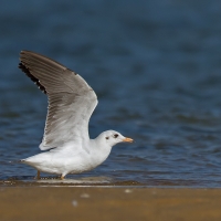 Great crested tern | 