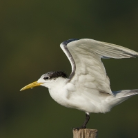 Great crested tern | 