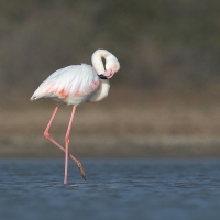 Greater Flamingo | 