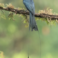 Greater Racket-tailed Drongo | 