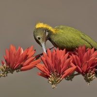 Greater Yellownape | 