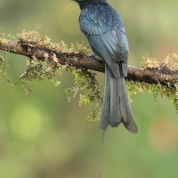 Greater racket-tailed Drongo | 