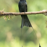 Greater racket-tailed drongo | 
