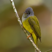 Grey-headed canary flycatcher | 