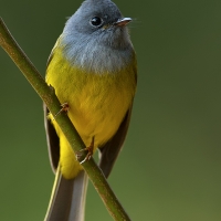 Grey-headed canary flycatcher | 