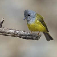 Grey-headed canary flycatcher | 