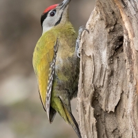 Grey-headed woodpecker | Male