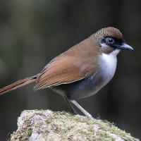 Grey-sided Laughingthrush | 