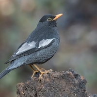 Grey-winged blackbird | Male