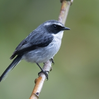 Grey Bushchat | Male