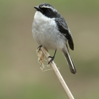 Grey bushchat | Male