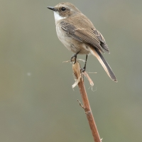 Grey bushchat | Female