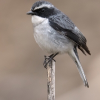 Grey bushchat | Male