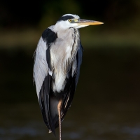 Grey heron | 