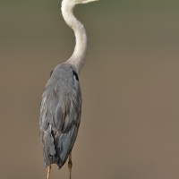 Grey heron | 