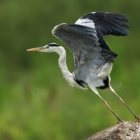 Grey heron | 