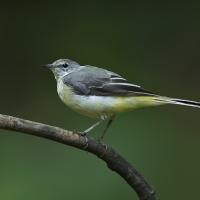 Grey wagtail | 