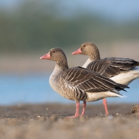 Greylag Goose | 