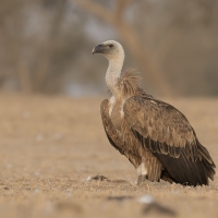 Griffon vulture | Juvenile
