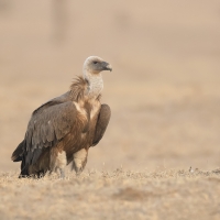 Griffon vulture | 