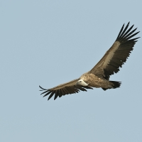 Griffon vulture | Juvenile