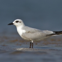 Gull-billed tern | 