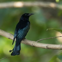 Hair-crested drongo | 