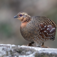 Hill Partridge | Female