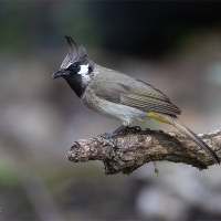 Himalayan Bulbul | 