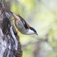 Himalayan Cutia | Male