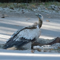 Himalayan Vulture | 