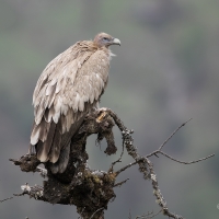 Himalayan Vulture | 