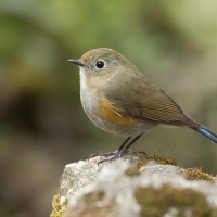 Himalayan bluetail | Female