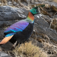 Himalayan monal | Male